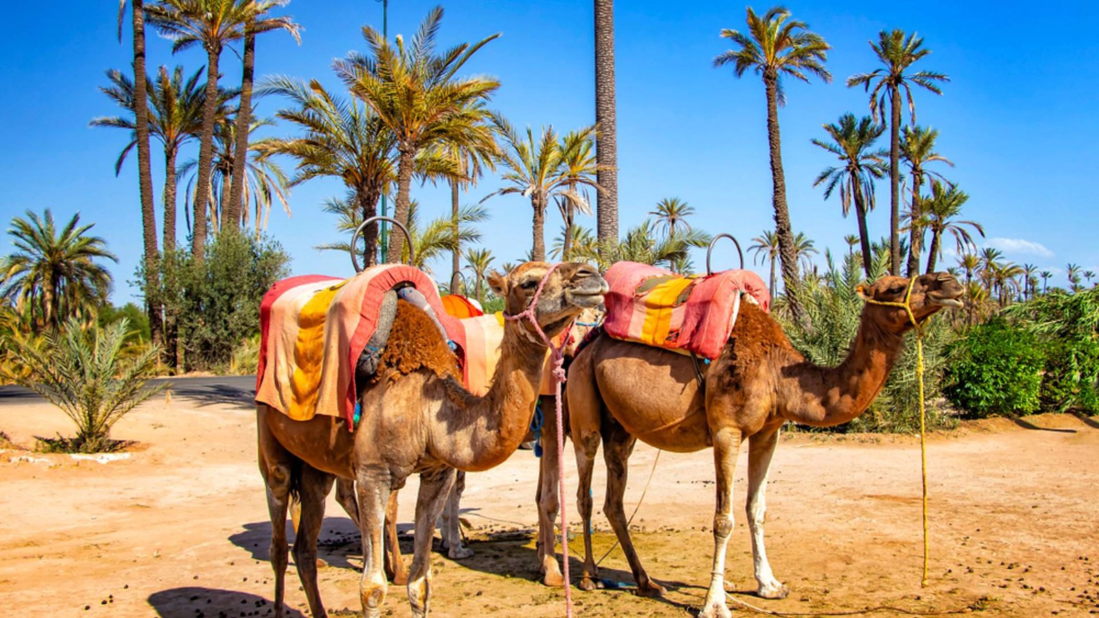 Combined Quad and camel ride