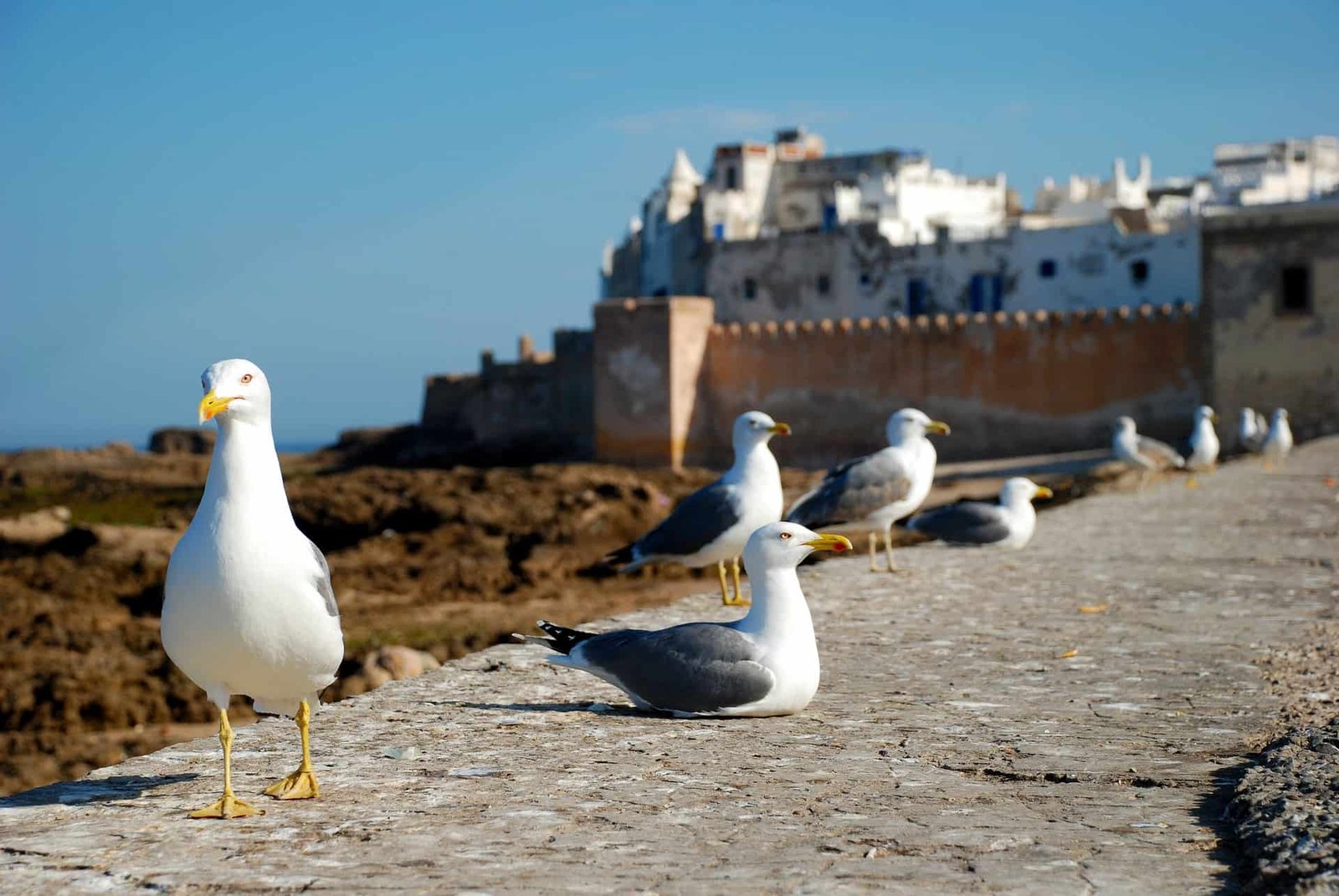 Enjoy a day in Essaouira from Marrakech